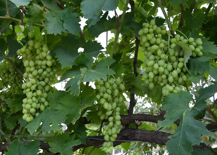 Casa vacanze Sanjkovic Rovinjsko Selo